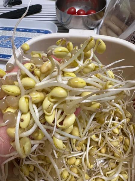 怎样生黄豆芽，怎样生黄豆芽又粗又好吃