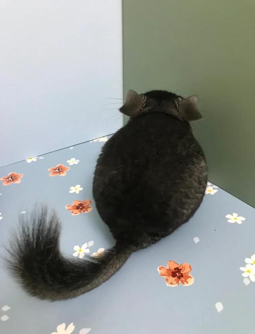 龙猫好养吗，龙猫好养吗咬人吗